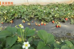 南阳镇平草莓采摘园图片