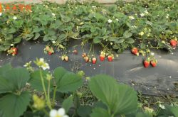 贵阳花溪区草莓园图片