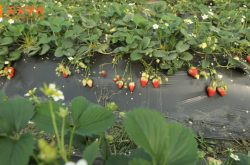 南阳大寨种植草莓图片