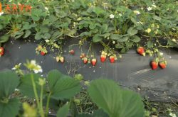 南宁草莓苗图片