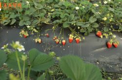 商州区麻街草莓园图片