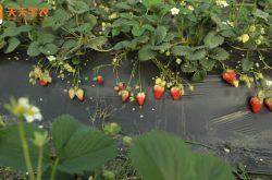 二年草莓苗图片