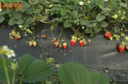 淄博草莓种植图片