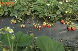 梅林一村草莓园图片