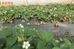 海上田园草莓园图片