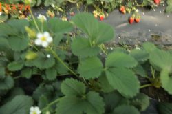 济南甜宝草莓苗图片