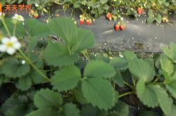 大连耀阳草莓种植园图片