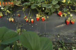 奶油草莓的种植图片