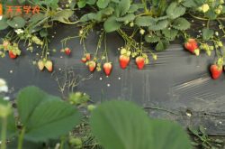 露台种植草莓图片