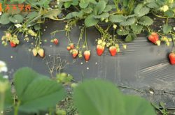 大朗草莓园图片