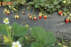 草莓家庭种植方法