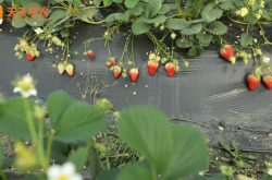 四季草莓苗的种植方法