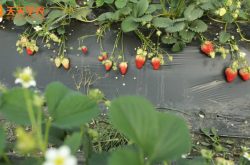 黔莓二号草莓苗图片