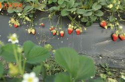 进口四季草莓苗图片