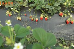 新型草莓种植图片