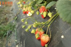 草莓科技种植技术