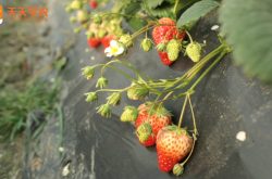 河津市草莓采摘园图片