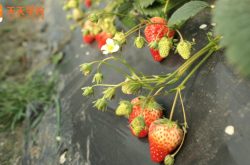 长春甘露草莓园图片