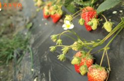 大棚草莓施肥方法