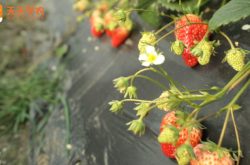 平邑草莓苗场图片
