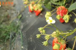 大棚草莓无土栽培图片