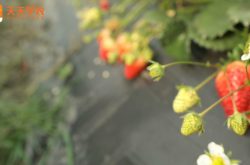 无锡草莓苗图片