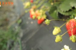 大棚丹东99草莓的种植技术