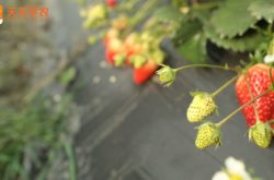 乔司草莓园图片