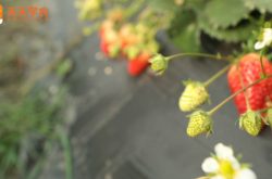 冬季草莓种植图片
