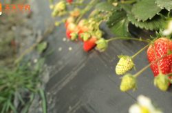 大棚草莓的无土种植方法