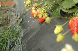 日本金梅草莓苗图片