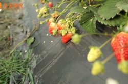 德国攀援草莓苗图片