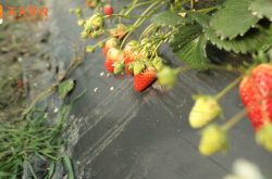 插扦基质草莓苗图片