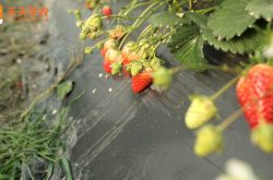 单家围子草莓采摘园图片