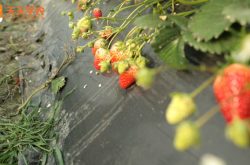 丹东草莓采摘园图片