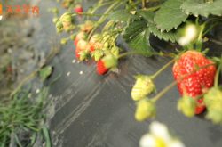 家庭阳台草莓种植时间