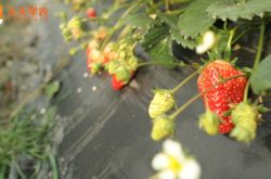 大棚种植草莓品种图片