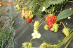 种植无土草莓图片
