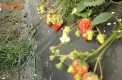 玉田草莓采摘园图片