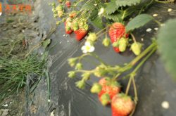 辉县上八里草莓采摘园图片