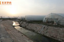 青州市草莓苗图片