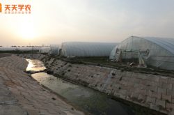中国最大草莓种植基地图片