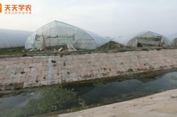 合川草莓园图片