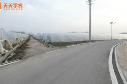 凌塘村草莓园图片
