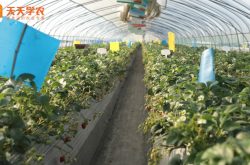 大棚草莓的种植基肥