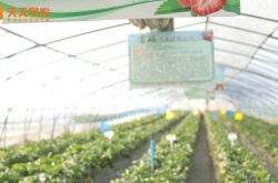 大棚草莓育苗种植技术
