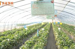 草莓田间种植技术