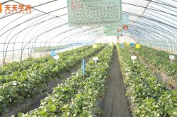 中国北方最大的草莓种植基地图片