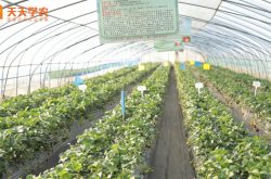 荷兰草莓苗图片