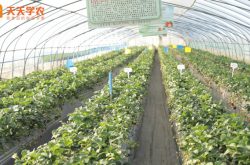 章姬新品种草莓苗图片